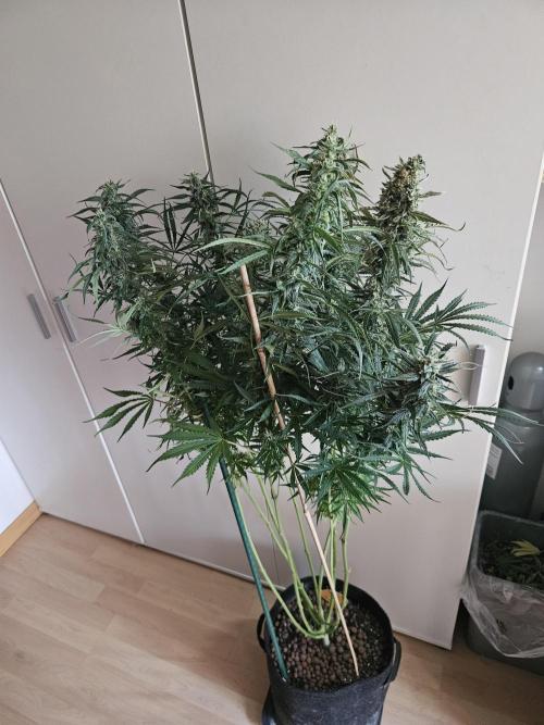 FumePop Auto Orginalsensibleseeds. Week 9