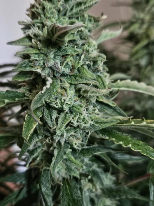 FumePop Auto Orginalsensibleseeds. Week 9