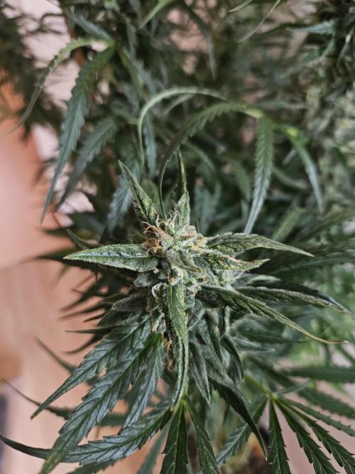 FumePop Auto Orginalsensibleseeds. Week 9
