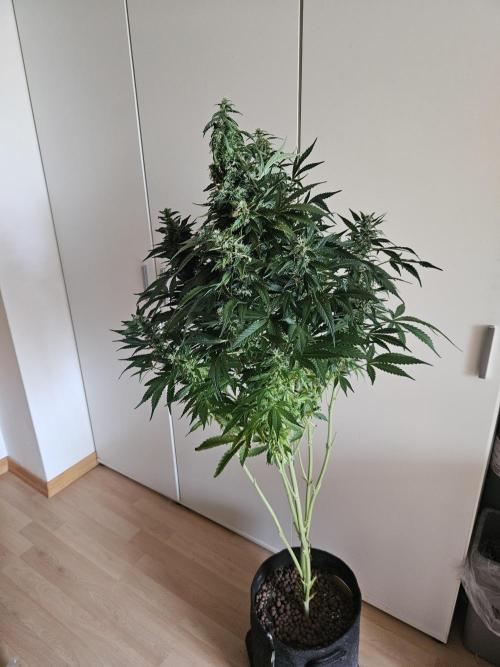 Zoapaya Auto Orginalsensibleseeds. Week 9