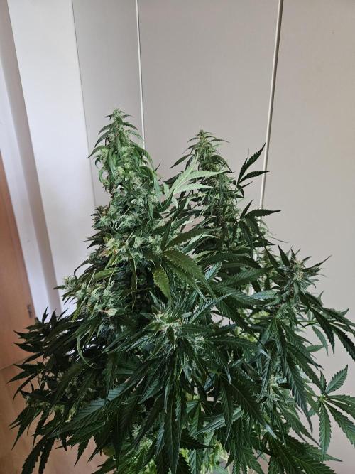 Zoapaya Auto Orginalsensibleseeds. Week 9
