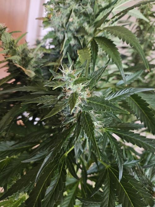 Zoapaya Auto Orginalsensibleseeds. Week 9