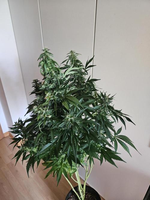Zoapaya Auto Orginalsensibleseeds. Week 9