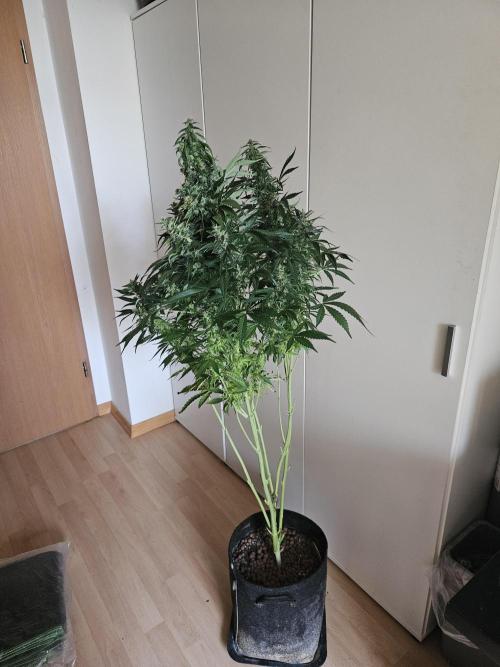 Zoapaya Auto Orginalsensibleseeds. Week 9