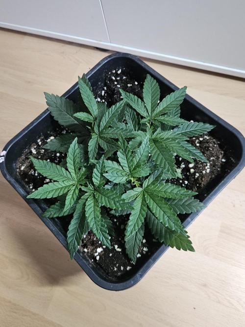 The gassy one SuperSativaSeedClub. Week 3