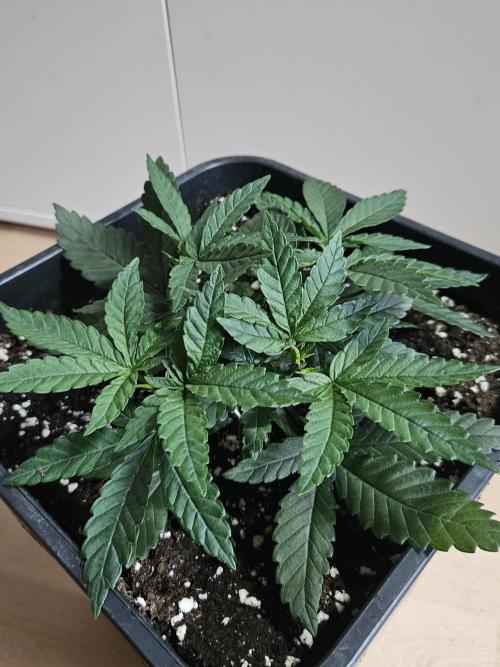 The gassy one SuperSativaSeedClub. Week 3