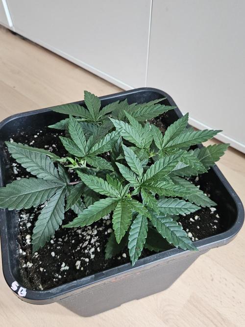 The gassy one SuperSativaSeedClub. Week 3