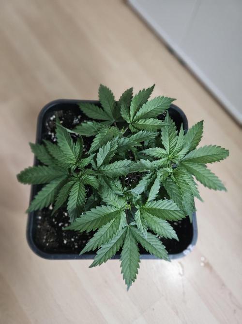 Permanent Bluez Izi Seeds. Week 3