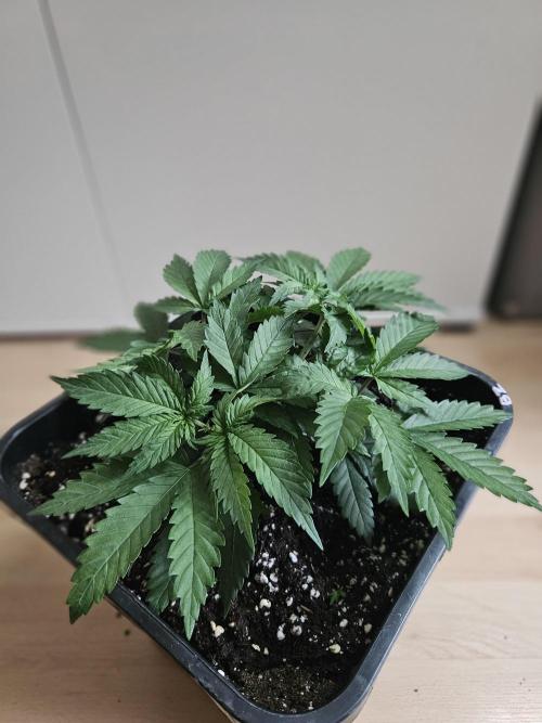 Permanent Bluez Izi Seeds. Week 3