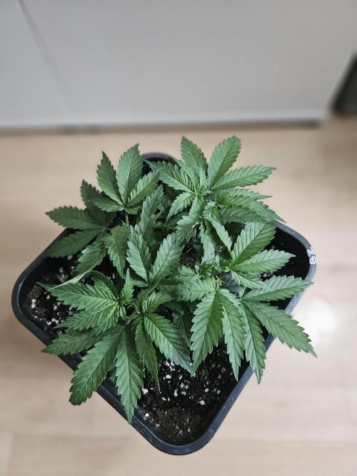 Permanent Bluez Izi Seeds. Week 3