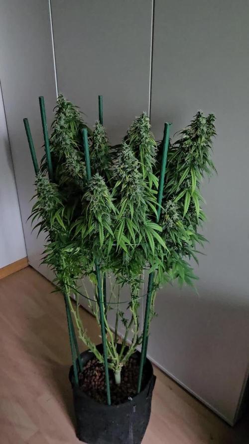 OG Kush Auto Autoseeds