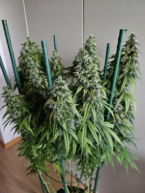 OG Kush Auto Autoseeds. Week 12