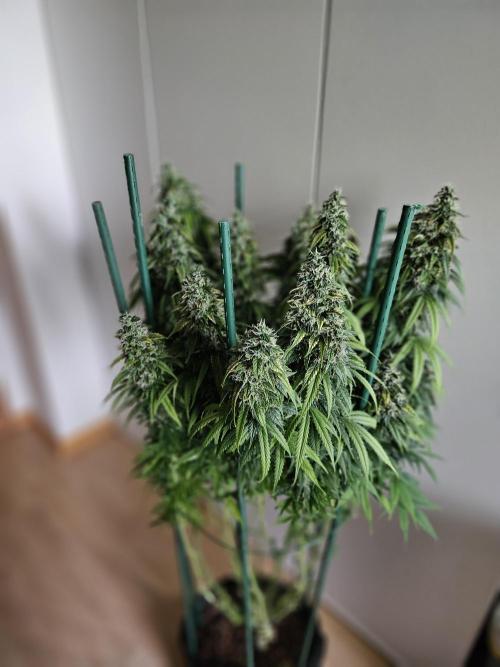 OG Kush Auto Autoseeds. Week 12