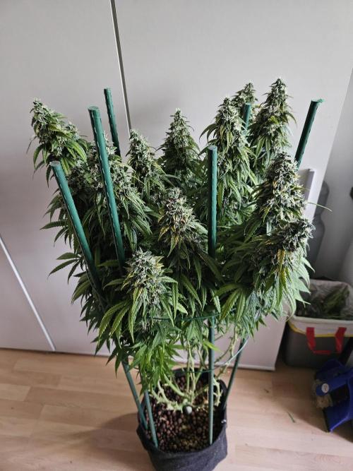 OG Kush Auto Autoseeds. Week 12