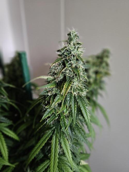 OG Kush Auto Autoseeds. Week 12