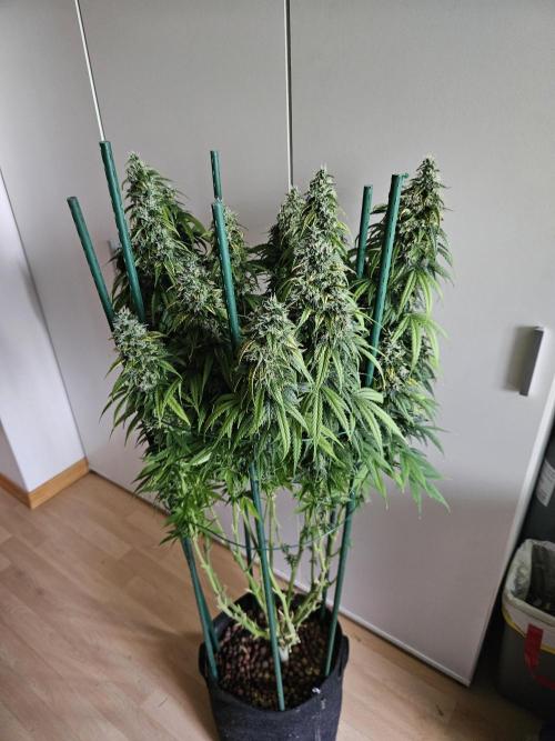 OG Kush Auto Autoseeds. Week 12