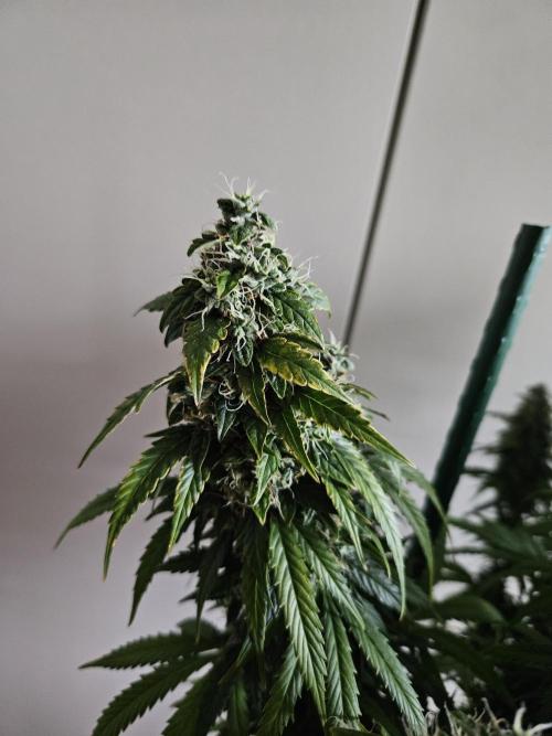 OG Kush Auto Autoseeds. Week 12