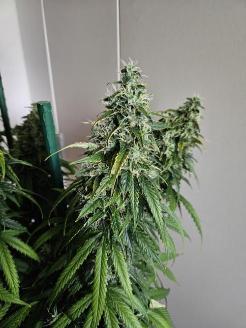 OG Kush Auto Autoseeds. Week 12