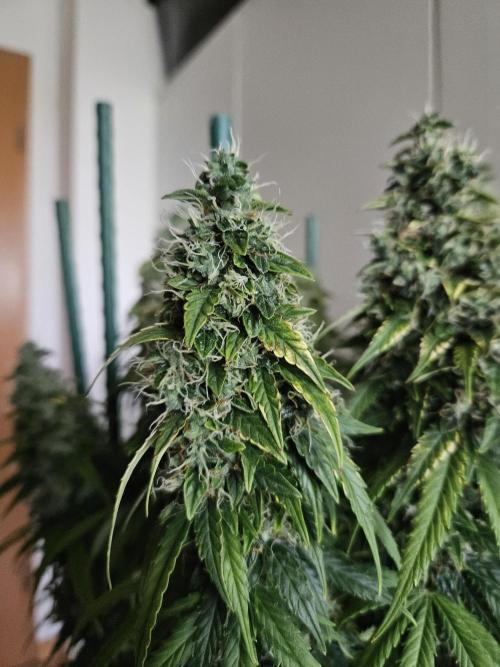OG Kush. Week 12