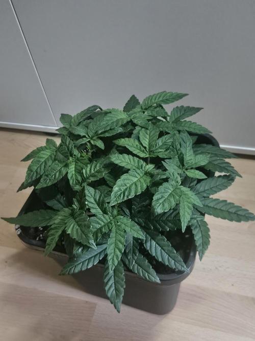 The gassy one SuperSativaSeedClub. Week 4