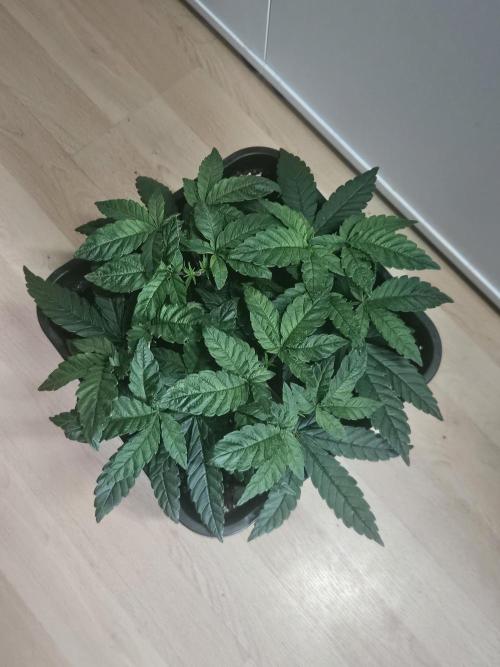 The gassy one SuperSativaSeedClub. Week 4