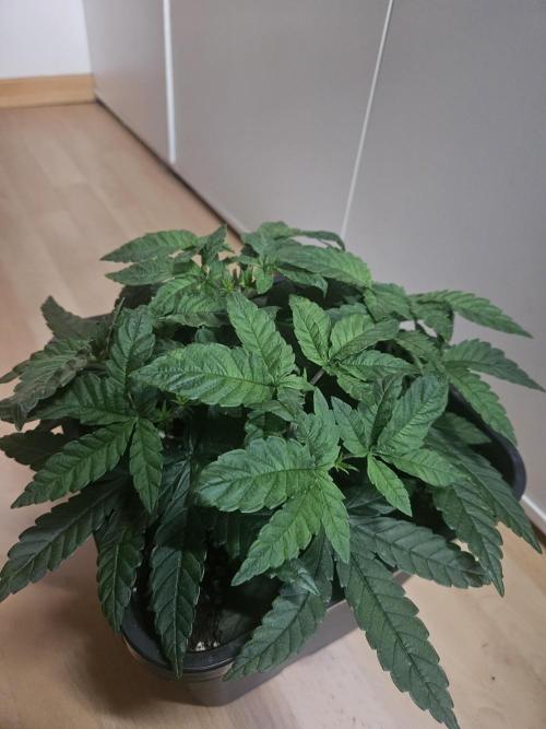 The gassy one SuperSativaSeedClub. Week 4