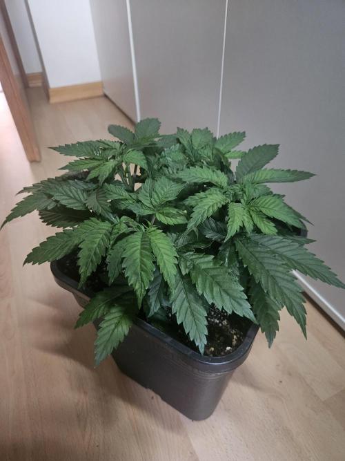 Permanent Bluez Izi Seeds. Week 4