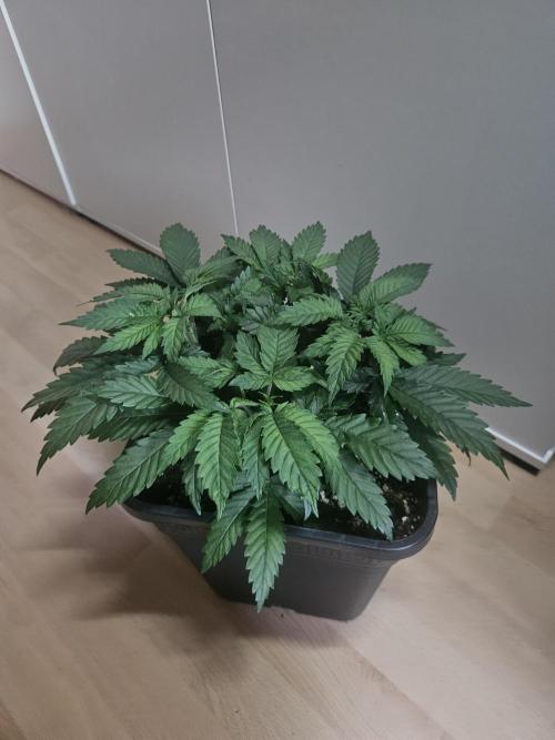 Permanent Bluez Izi Seeds. Week 4