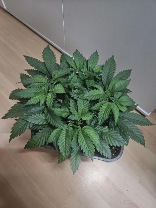 Permanent Bluez Izi Seeds. Week 4