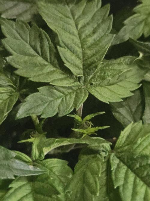 Permanent Bluez Izi Seeds. Week 4