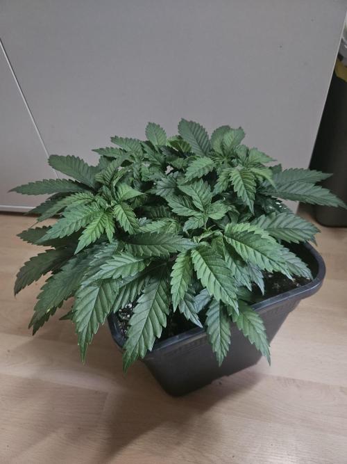 Permanent Bluez Izi Seeds. Week 4