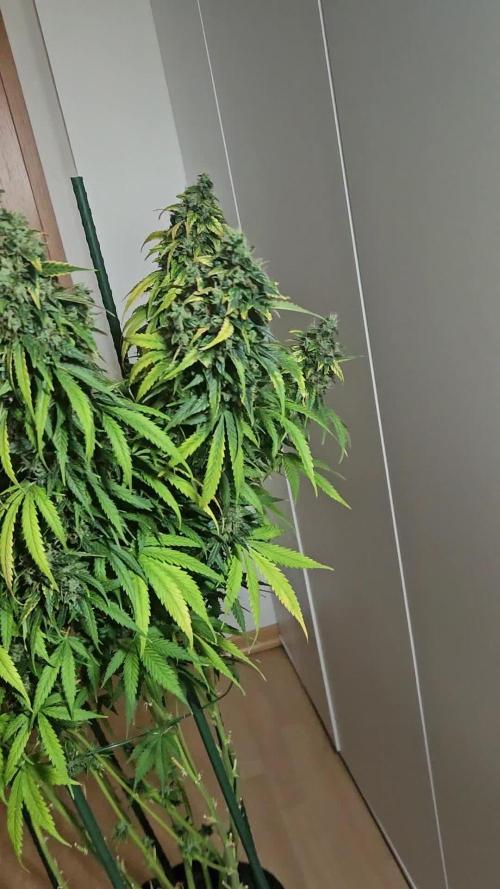 OG Kush Auto Autoseeds