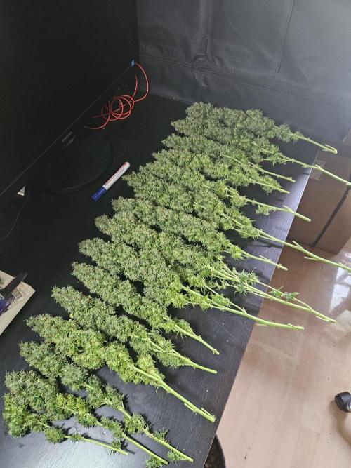 OG Kush Auto Autoseeds. Week 13