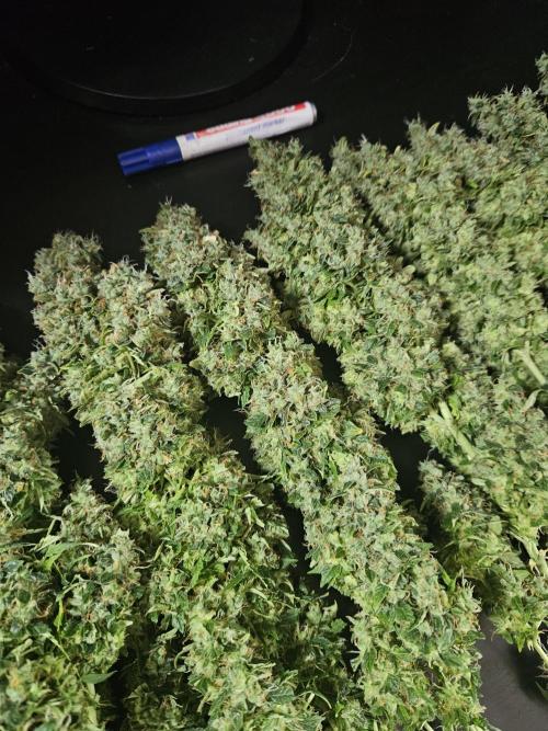 OG Kush Auto Autoseeds. Week 13