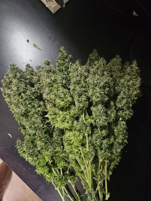 OG Kush Auto Autoseeds. Week 13