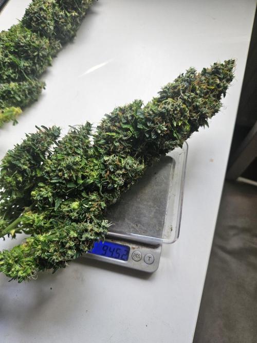 OG Kush Auto Autoseeds. Week 13
