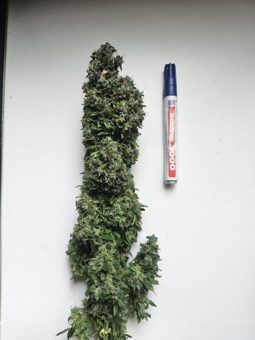 OG Kush Auto Autoseeds. Week 13
