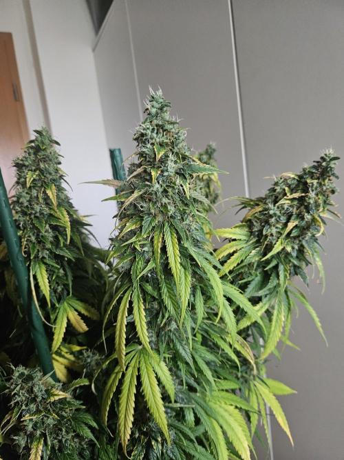 OG Kush Auto Autoseeds. Week 13