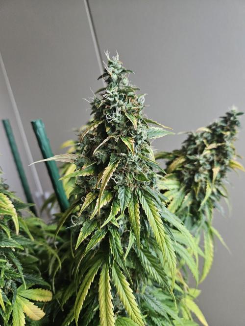 OG Kush Auto Autoseeds. Week 13