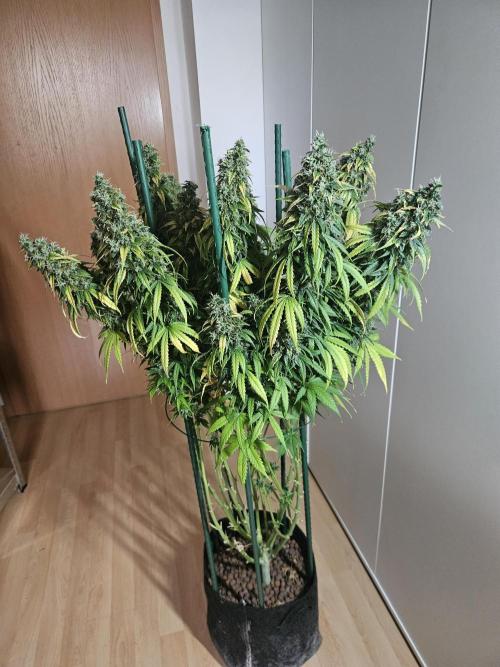 OG Kush Auto Autoseeds. Week 13