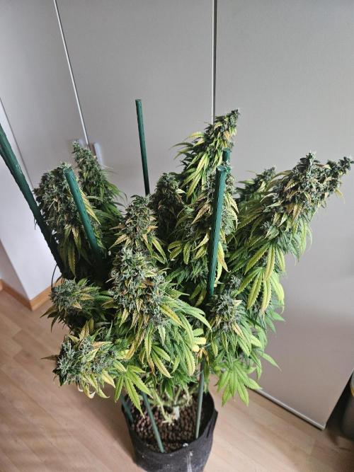 OG Kush Auto Autoseeds. Week 13