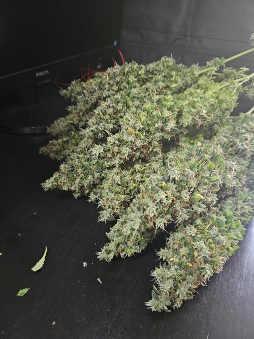OG Kush Auto Autoseeds. Week 13