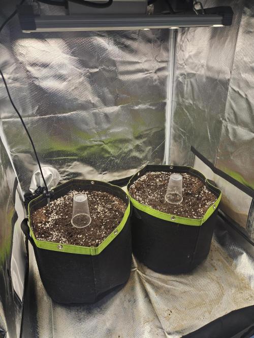 Lemon Cherry Gelato Automatic. Week 0