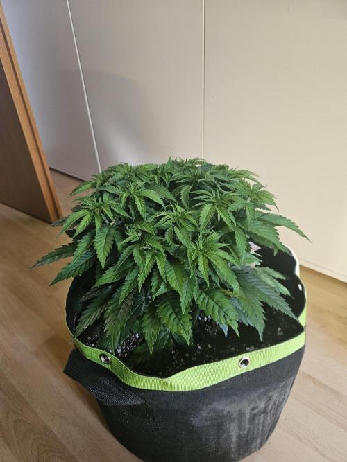The gassy one SuperSativaSeedClub. Week 5