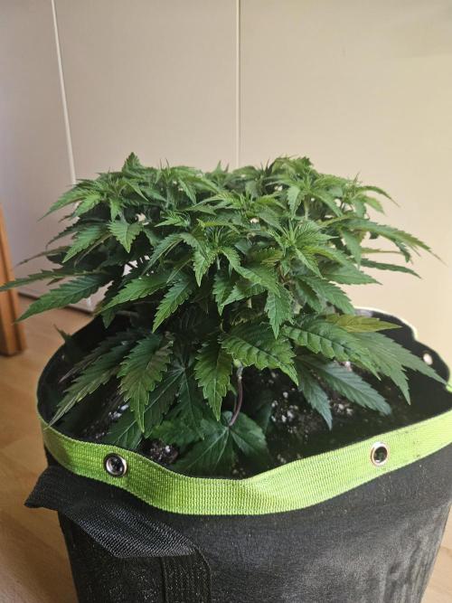 The gassy one SuperSativaSeedClub. Week 5