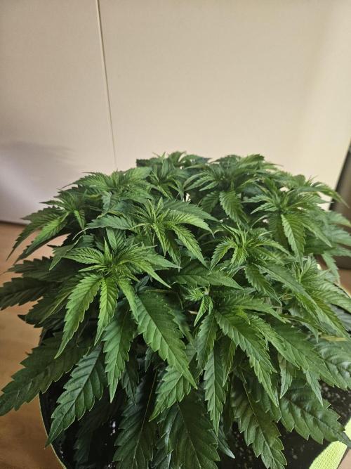 The gassy one SuperSativaSeedClub. Week 5