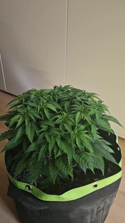 The gassy one SuperSativaSeedClub