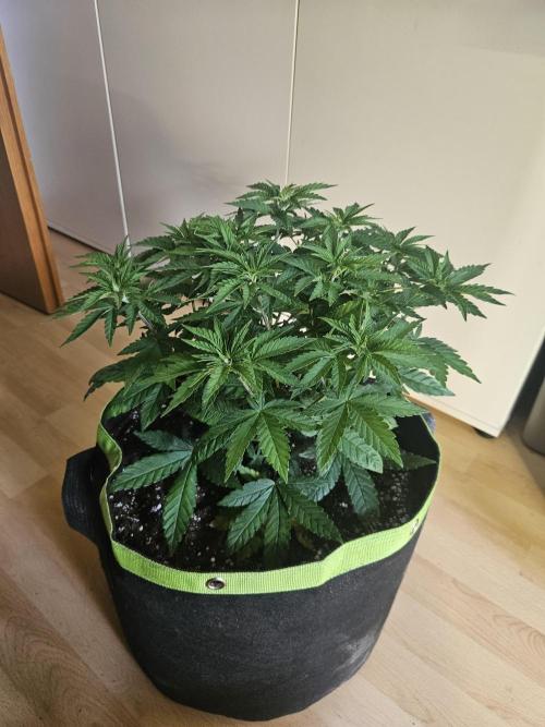 Permanent Bluez Izi Seeds. Week 5