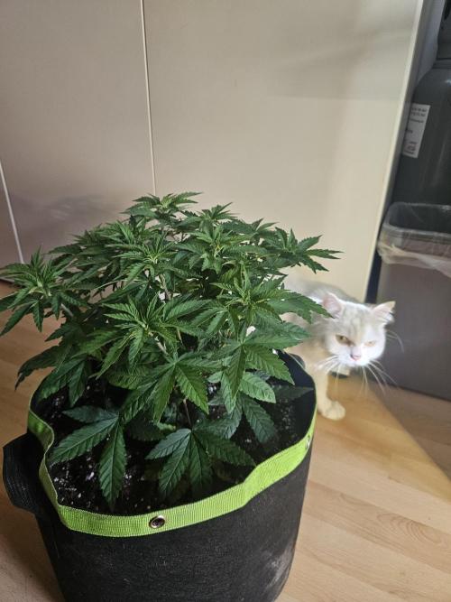 Permanent Bluez Izi Seeds. Week 5