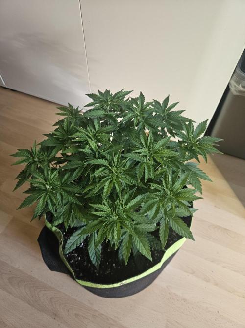 Permanent Bluez Izi Seeds. Week 5